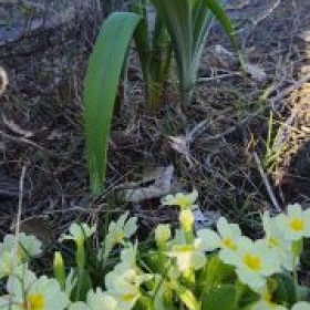 PrimelnTulpen 2026-03-17 15.49.